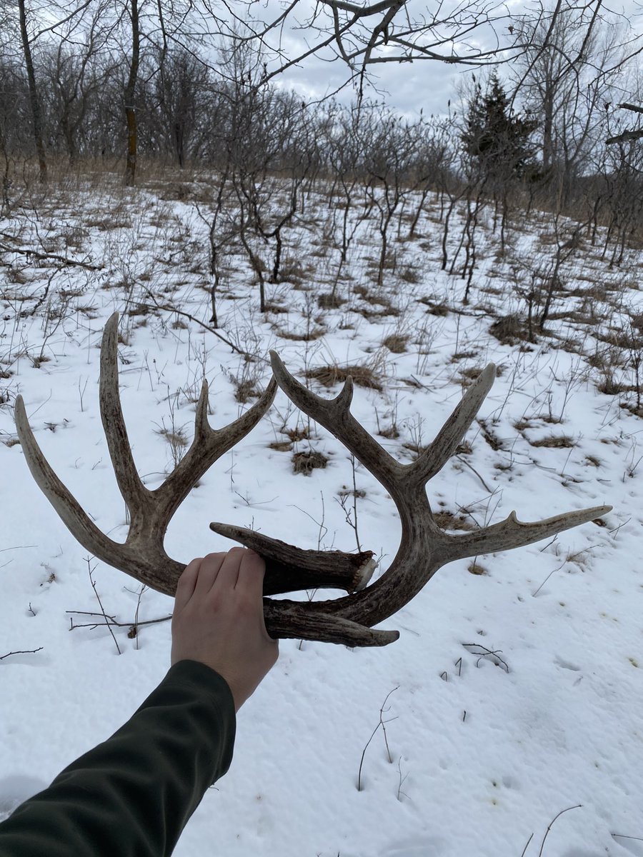 NoDakDemeter's tweet photo. “No way” —  

Gaaahhh, this feeling never gets old!

#sheds #nodak #nodaklife #turkeyscouting https://t.co/vhqel3gzrK