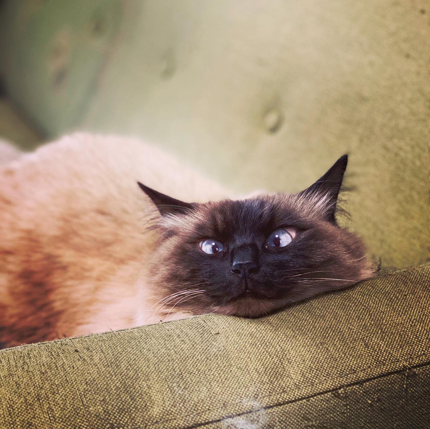 フェリシモ猫部 Aoi 69 あご乗せポーズかわいいです Twitter