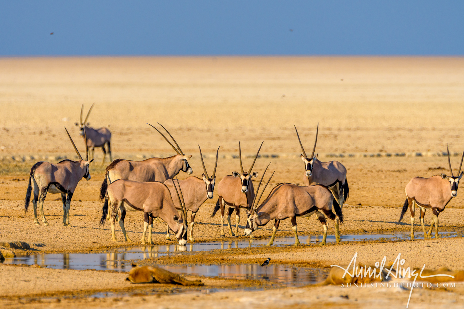 Oryxgazella Twitter Search Twitter