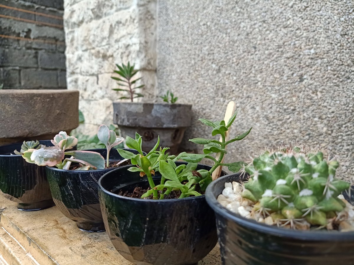 the others are also in their new pots hehe