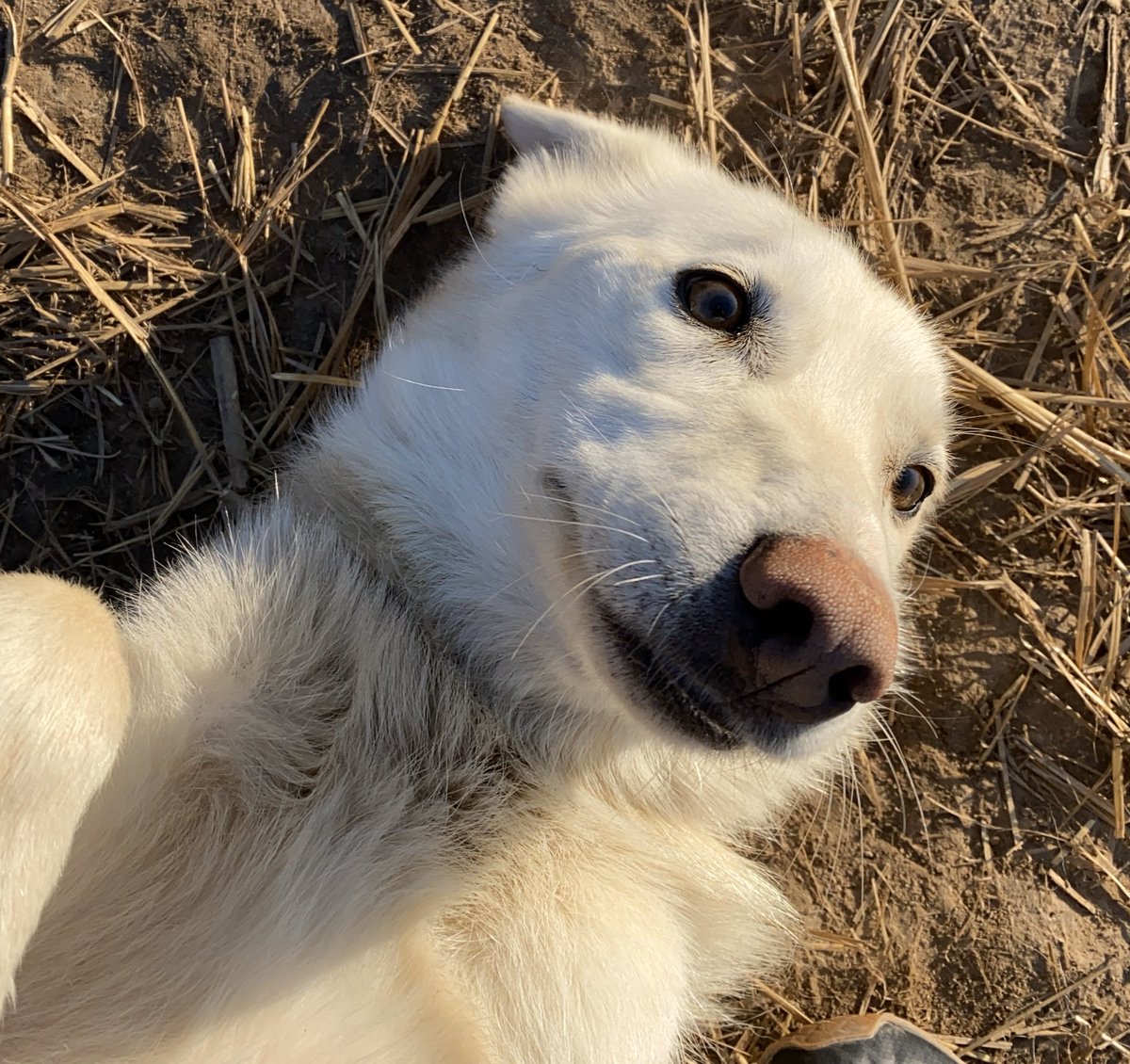 tfw the belly rubs are gooood