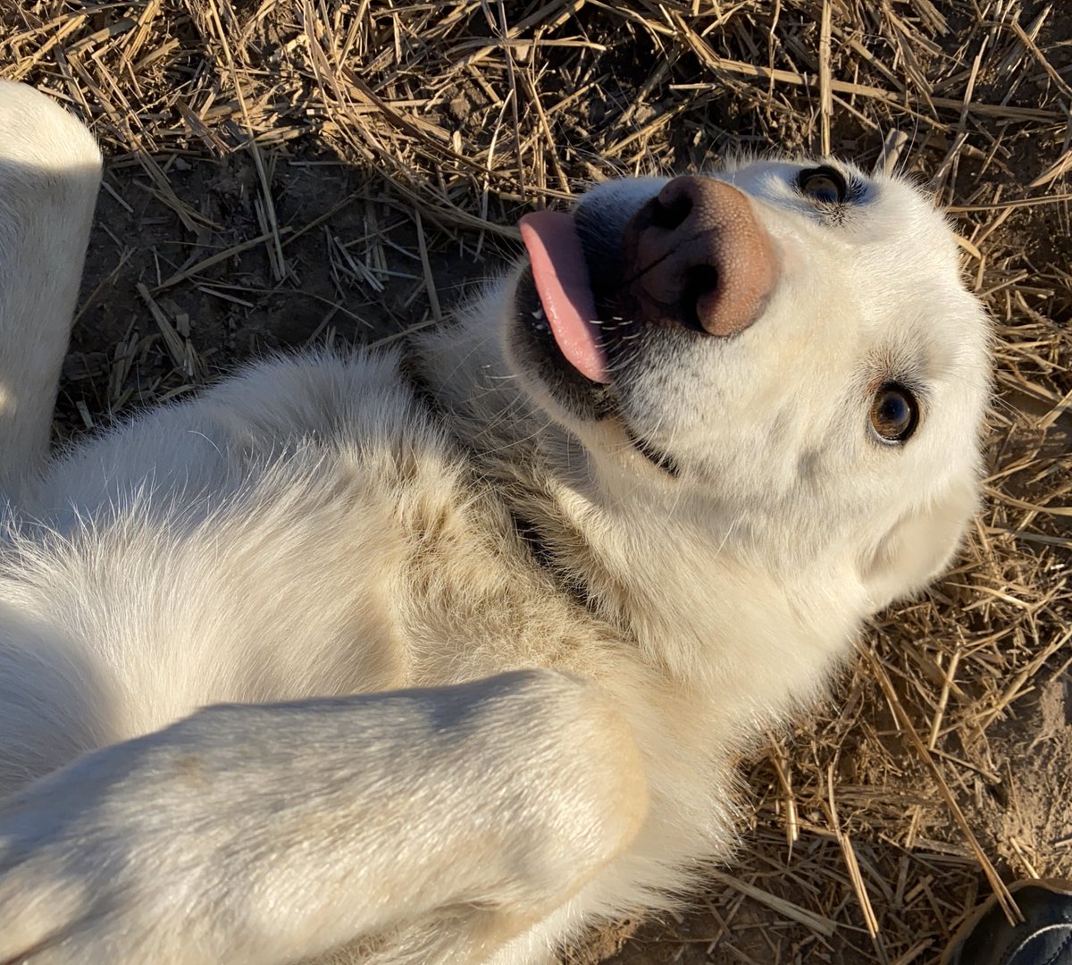 tfw the belly rubs are gooood