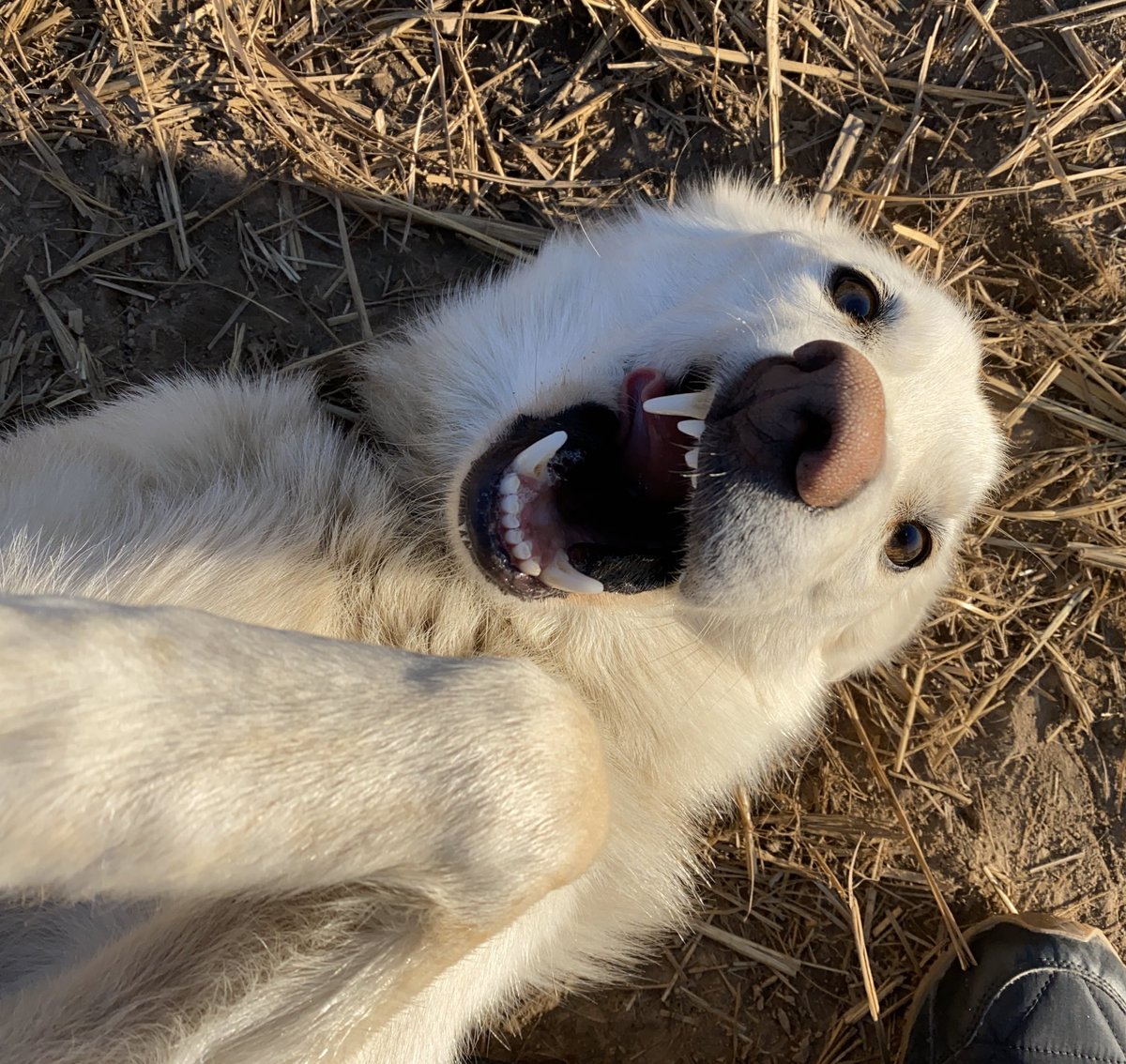 tfw the belly rubs are gooood