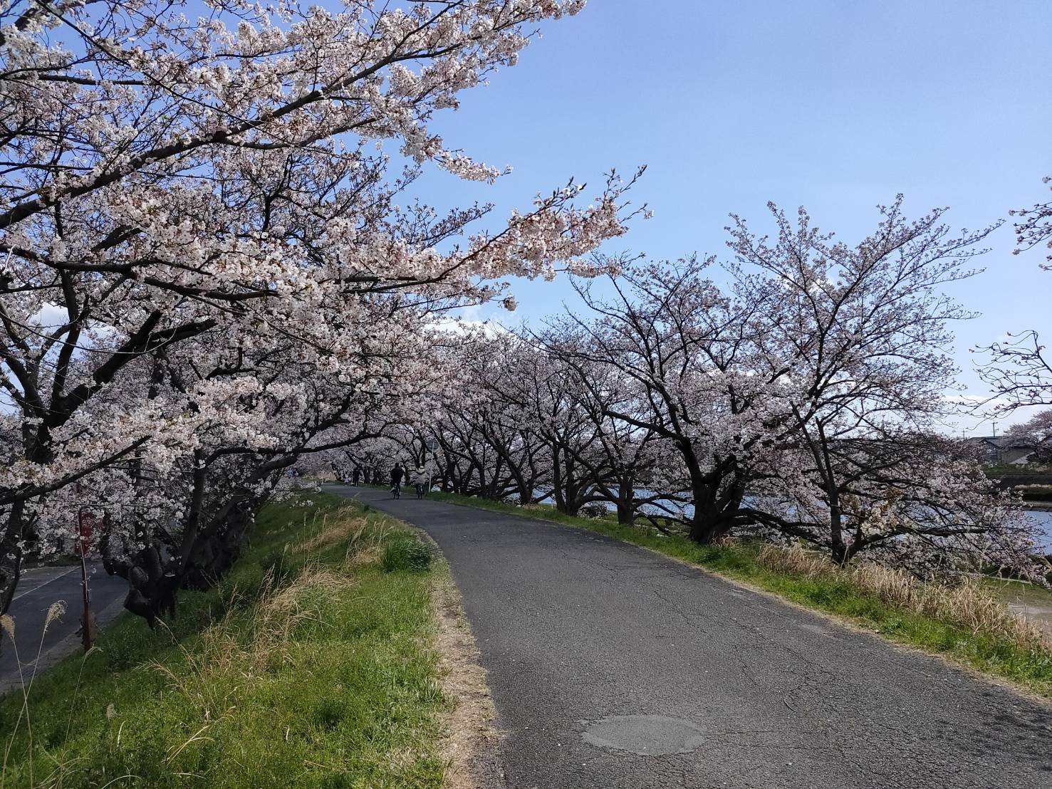Cty Pr さくらlive 海蔵川の桜並木 四日市市 年4月5日 日 撮影 例年は河川敷にブルーシートを敷いて 花見を楽しむ人が多くいますが 今年は新型コロナウイルスの影響で 人の数は少なめでした 海蔵川 四日市 桜 春 ケーブルnews