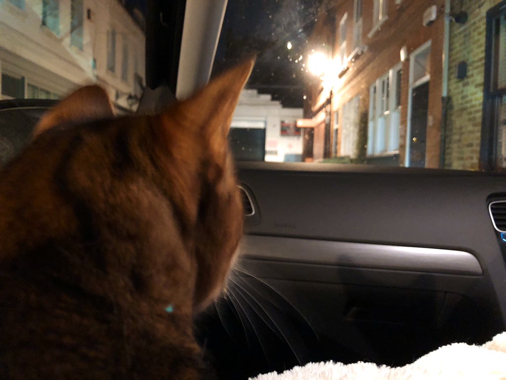 Archie_Puss's tweet photo. Goodbye Mews, you’ve given us 5yrs of joy. London, dearest dearest London, when this is over we’re coming back. @TreasuryMog May we be reassigned? Mummy’s dance company closed so tonight we gave up our flat 😿&amp; moved back to Grandma in Herefordshire😻Are there any posts going?❤️ https://t.co/loHE43K2Nf