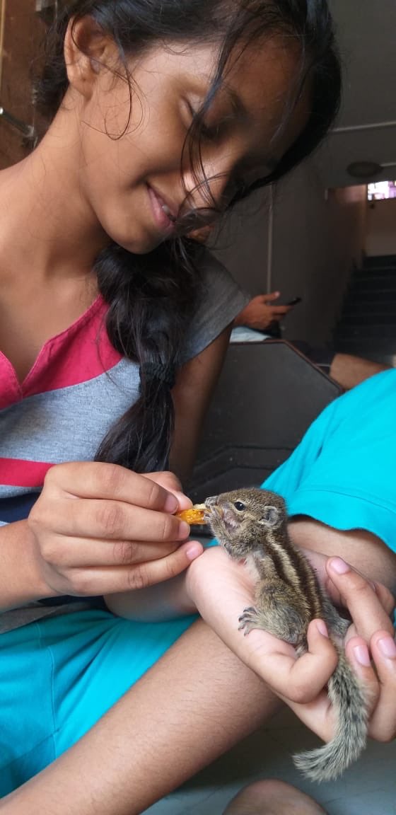 CSMVSmumbai's tweet photo. #InsideCSMVS Squirrels were found abandoned in the museum garden and were being taken care of by our Natural History section staff before the lockdown. They are now safe and healthy in one of our staff's homes https://t.co/asyuim6eot