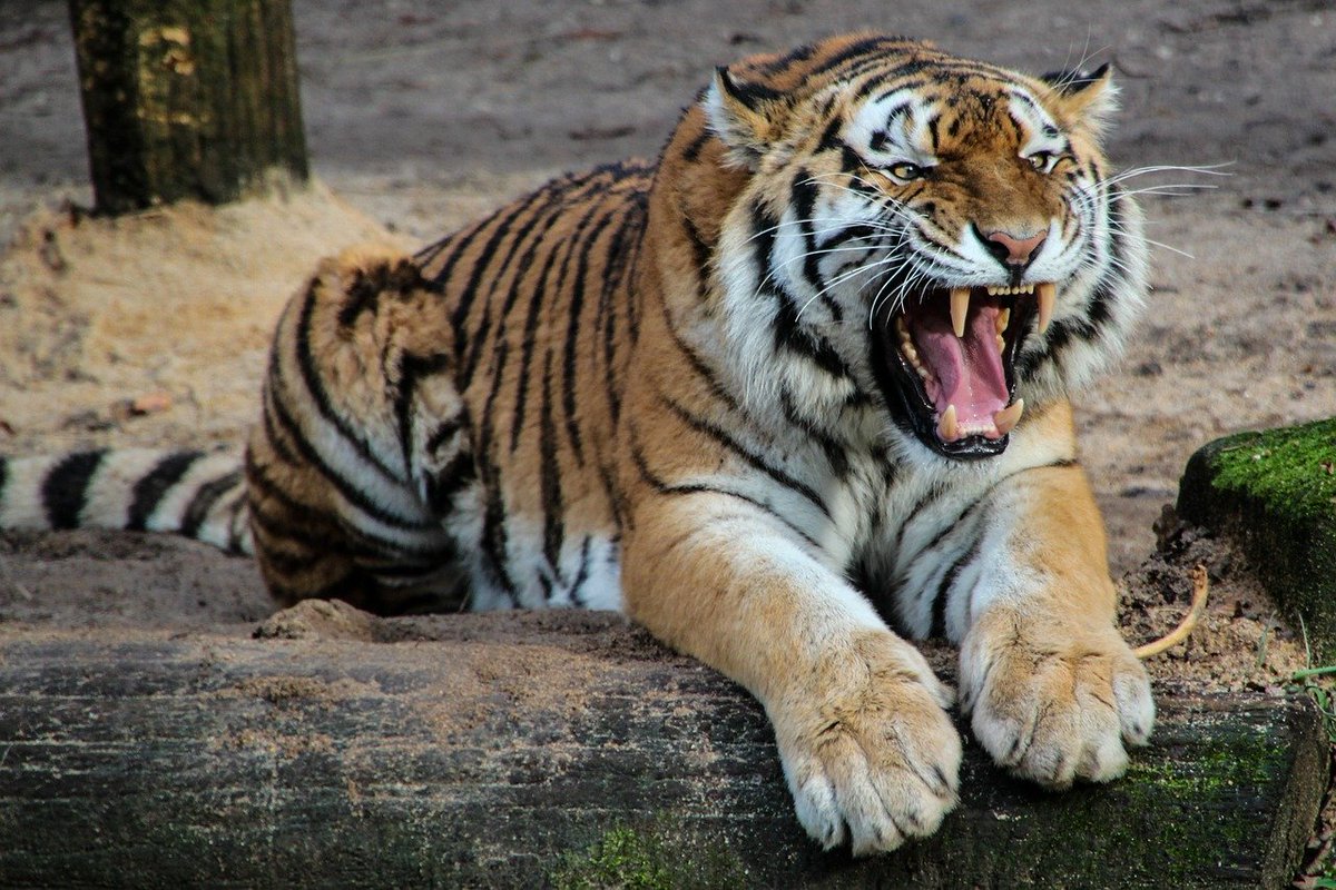 petethevet's tweet image. Captive tigers are as far from pet cats as gorillas are from humans. This news story just proves that we are still learning fast abut SARS COV-2. Pet cats are not at risk, and cannot carry COVID-19 nationalgeographic.com/animals/2020/0…