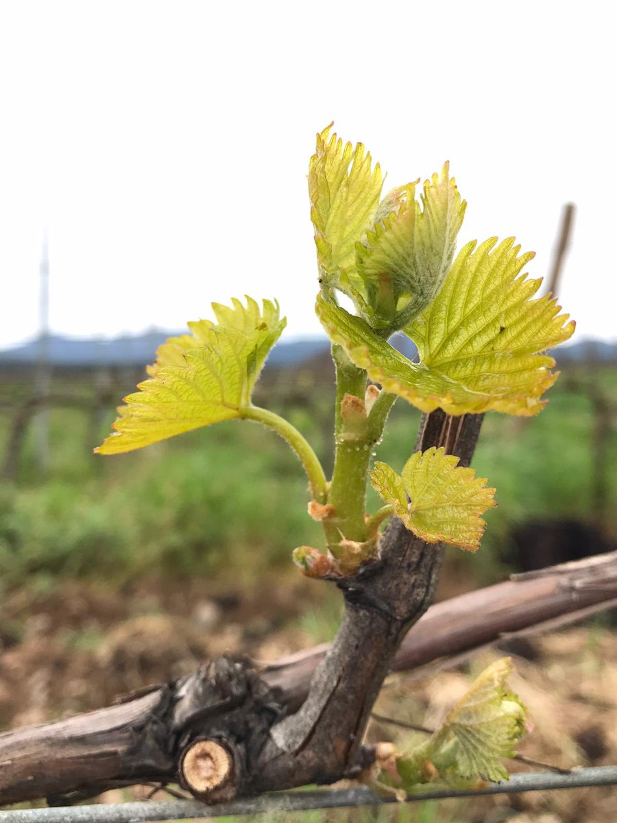 VINIC CONSULTING S.L. tweet media