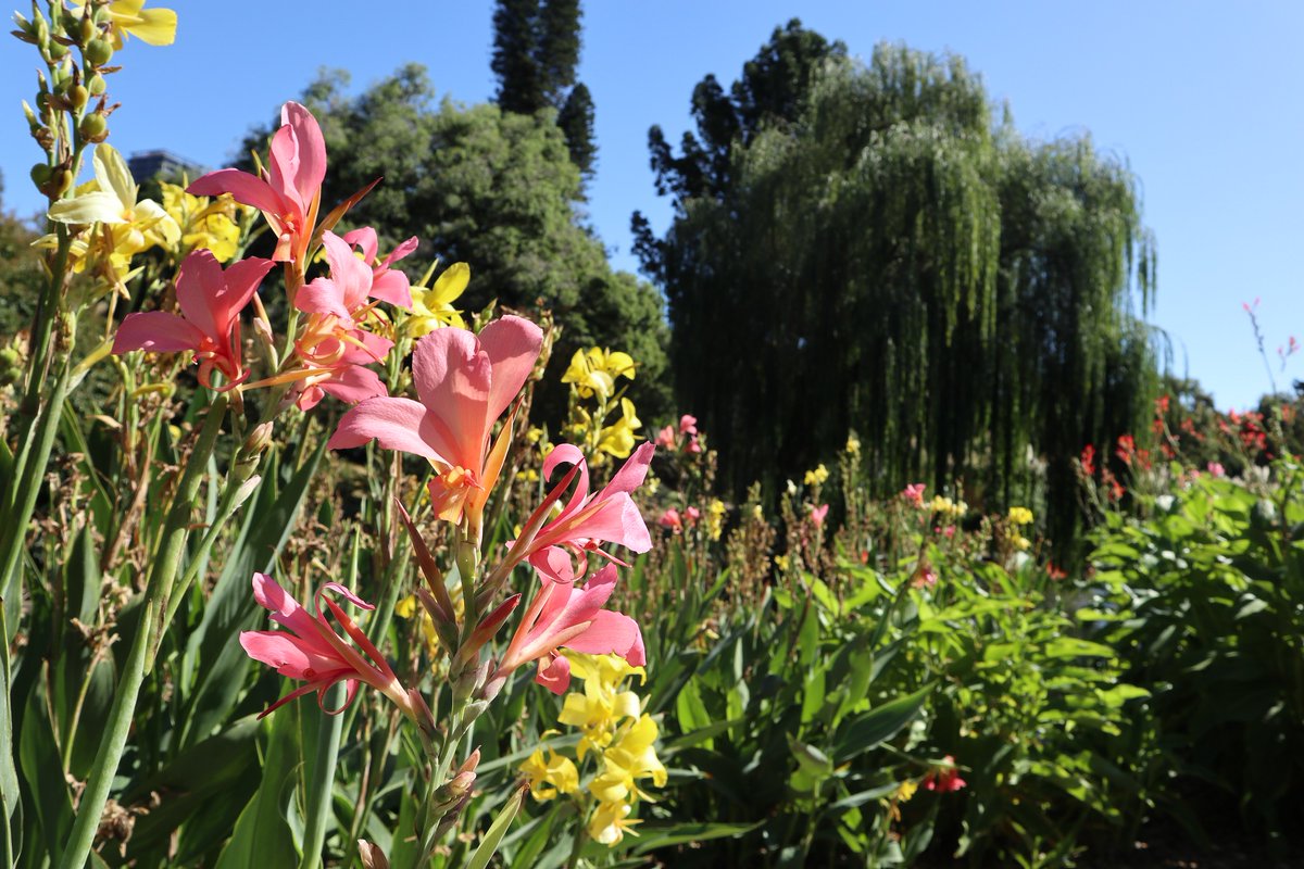 Botanic Gardens Sa On Twitter Blue Skies And Canna Lilies Around