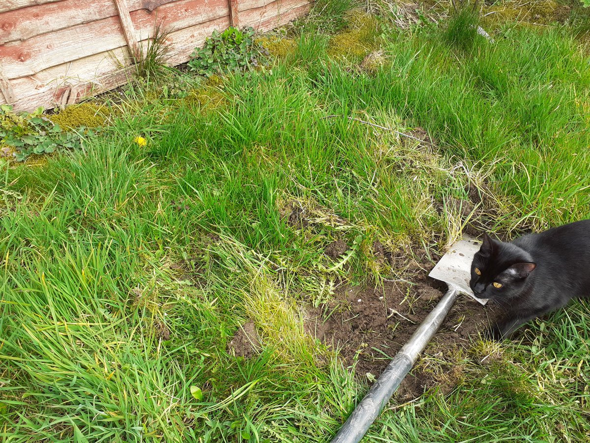 HelenWright63's tweet photo. Started clearing a patch for my wildflower meadow seeds. Bo took an interest too. #promisefornature https://t.co/3zCNgmIgu6