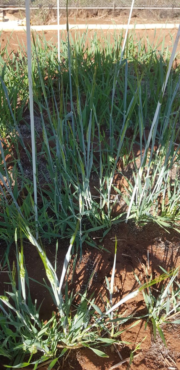 kentonp_ag's tweet photo. Thinking about early sowing? Make sure you select the right development speed.
Don't be like this cultivar, Germination on March 3 to flowering on the 6th of April. 33 days to flower! 
Ps. @TrevaskisB guess the line? https://t.co/6m3HiZbVLS