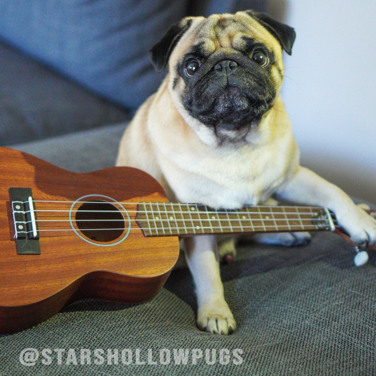 ColeViewCanine's tweet photo. Check out Bodhi starring in the social media campaign for new artist Matt Cole

#PugRock #Pugs #MattColeWorld #StarsHollowPugs #FromTheRooftops https://t.co/i2QeEiX6q5