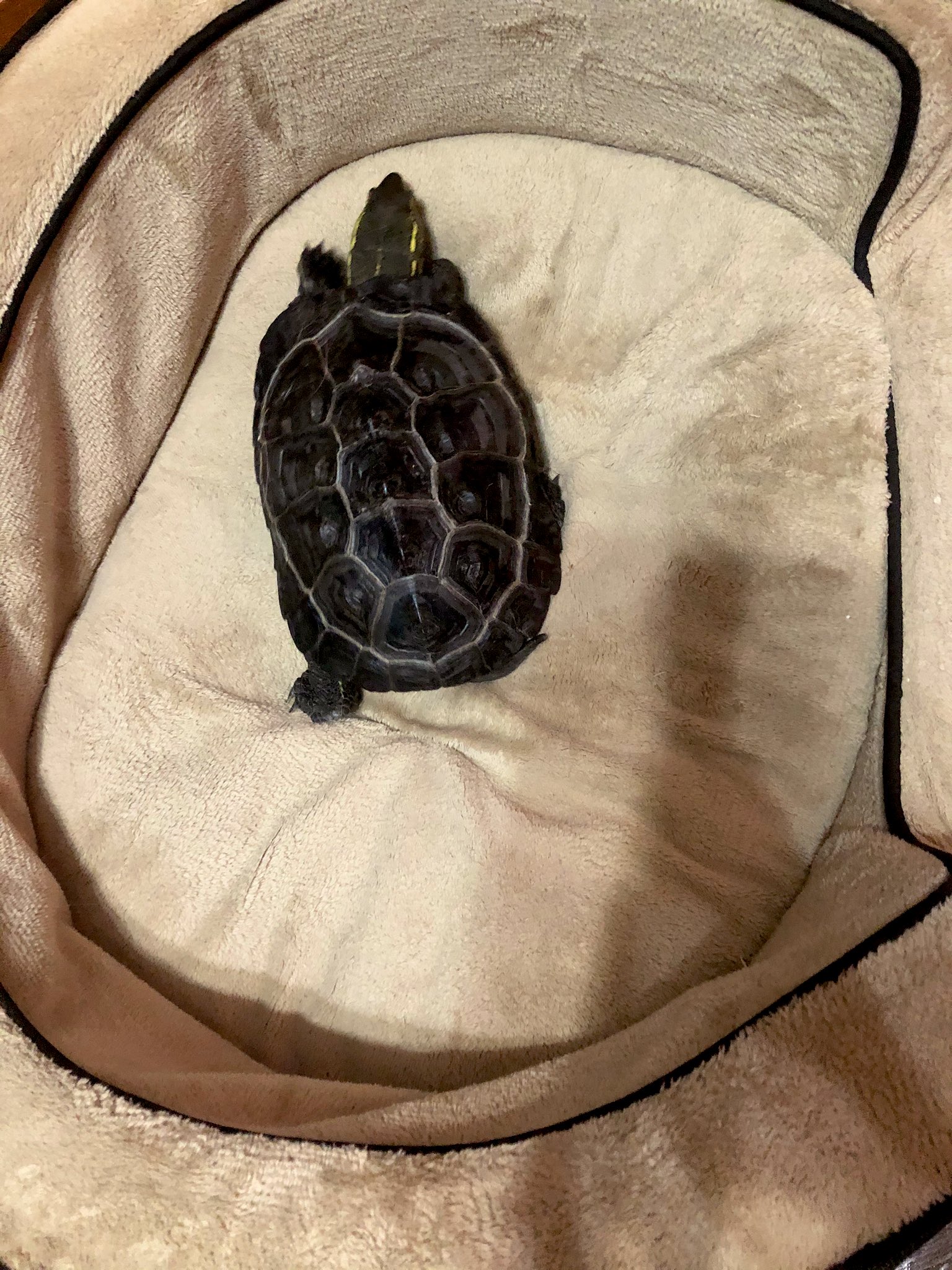 カメのかっちゃん かっちゃん猫用のベッドを独り占め 亀 かめ カメ クサガメ コロナばっかりで気が滅入るから亀テロしようぜ コロナばっかりで気が滅入るから可愛い動物載せようぜ 爬虫類好き 亀好き 亀好きと繋がりたい 爬虫類好きと繋がりたい