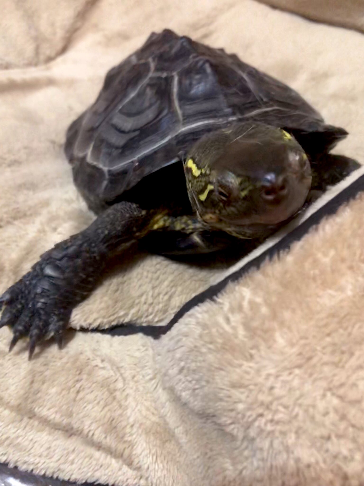 カメのかっちゃん かっちゃん猫用のベッドを独り占め 亀 かめ カメ クサガメ コロナばっかりで気が滅入るから亀テロしようぜ コロナばっかりで気が滅入るから可愛い動物載せようぜ 爬虫類好き 亀好き 亀好きと繋がりたい 爬虫類好きと繋がりたい
