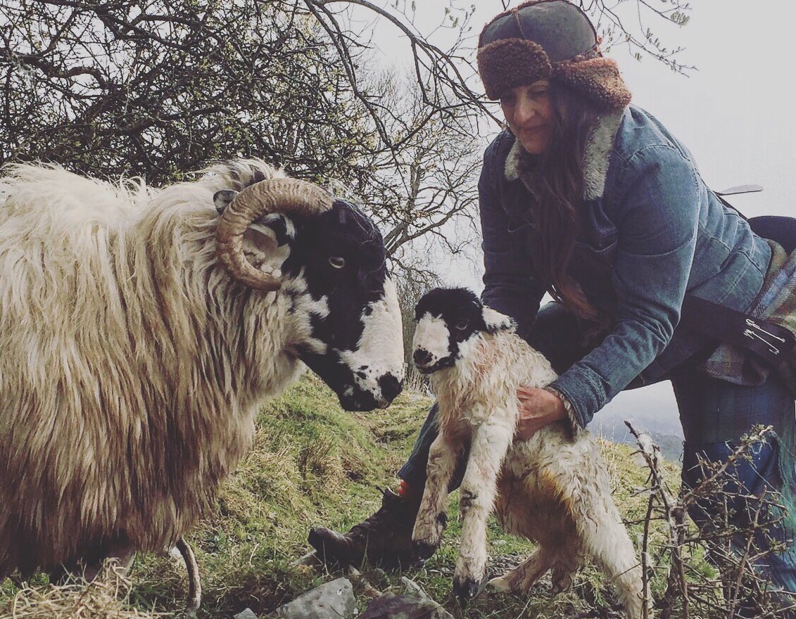 woolismybread's tweet photo. After rain. #lambing2020 @NFUCountryside https://t.co/0m8qUC3HIa