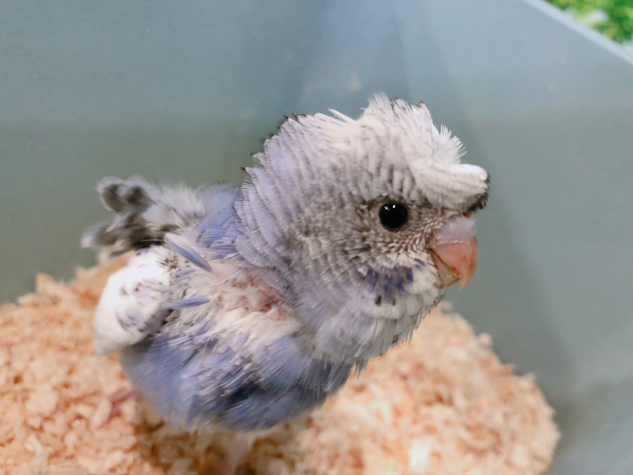 羽衣セキセイインコ販売 Twitter Search Twitter