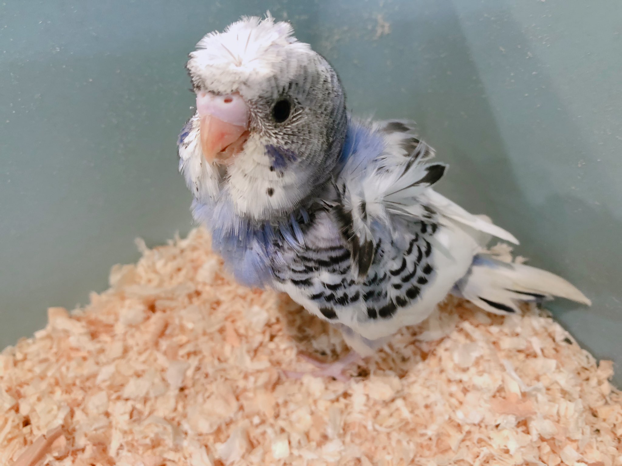 羽衣セキセイインコ販売 Twitter Search Twitter