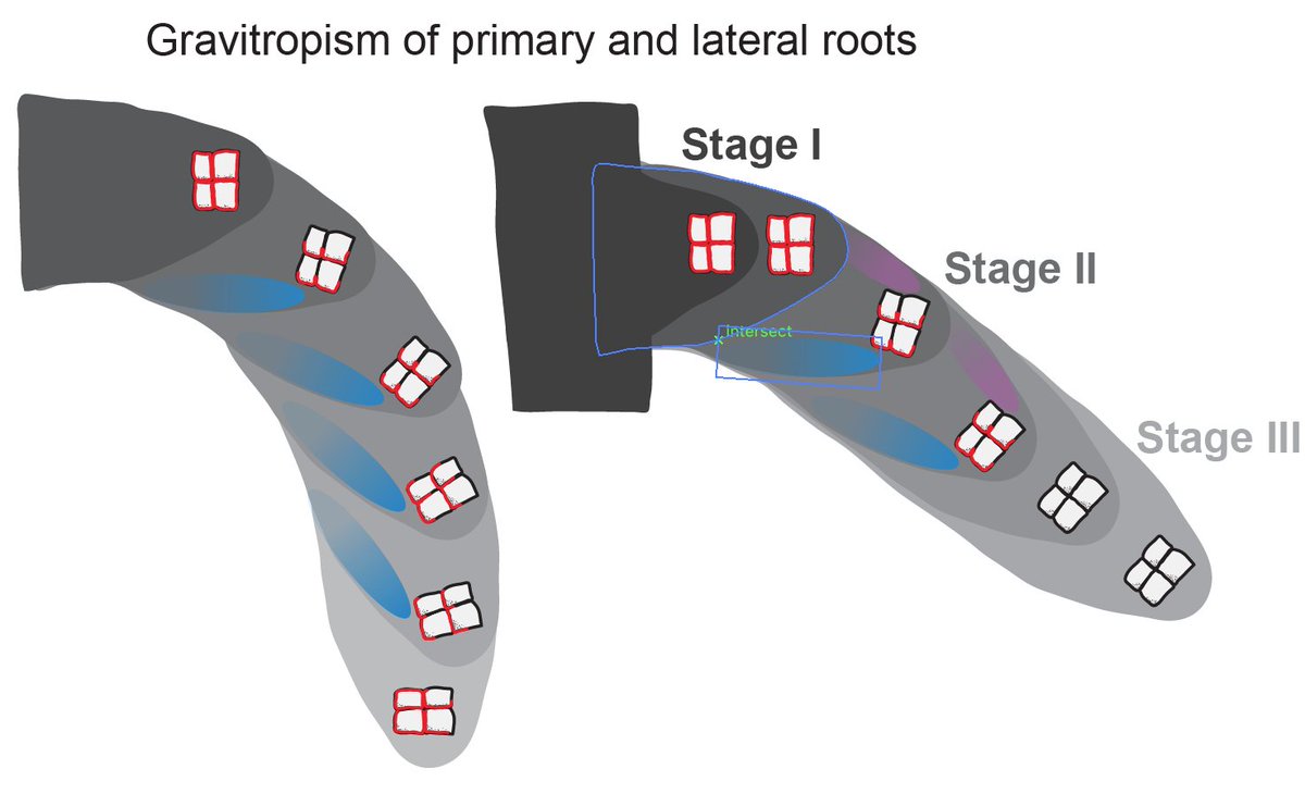 Our latest: Asymmetric cytokinin signalling opposes gravitropism in roots by  @saschawaidmann  https://onlinelibrary.wiley.com/doi/abs/10.1111/jipb.12929