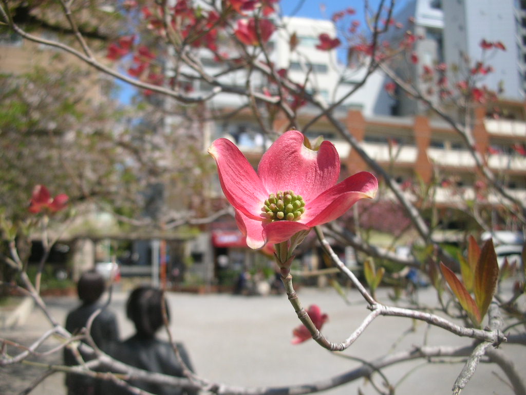 tanosiisupi_bot's tweet photo. For me, getting something does not equal happiness.
What brings happiness is “making myself bloom”.
私にとって、何かを得る事は幸せを意味しません。
幸せを意味するのは「自分を開花させる」です。
#GodGiven #天与 #spirituality #霊性
https://t.co/mBiOlvwiB1