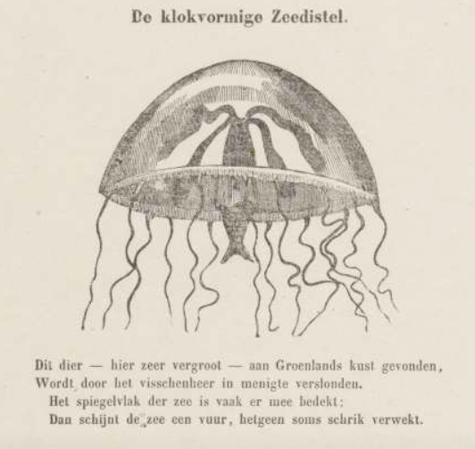  #earlymodern soon, first a rhyme from 1850 about jellyfish light: 'This animal -- here enlarged -- found by Greenland's shores / devoured by the fish lord in its multitudes / The sea's mirrored surface is often covered in them / The sea one large fire, sometimes causing fear.'