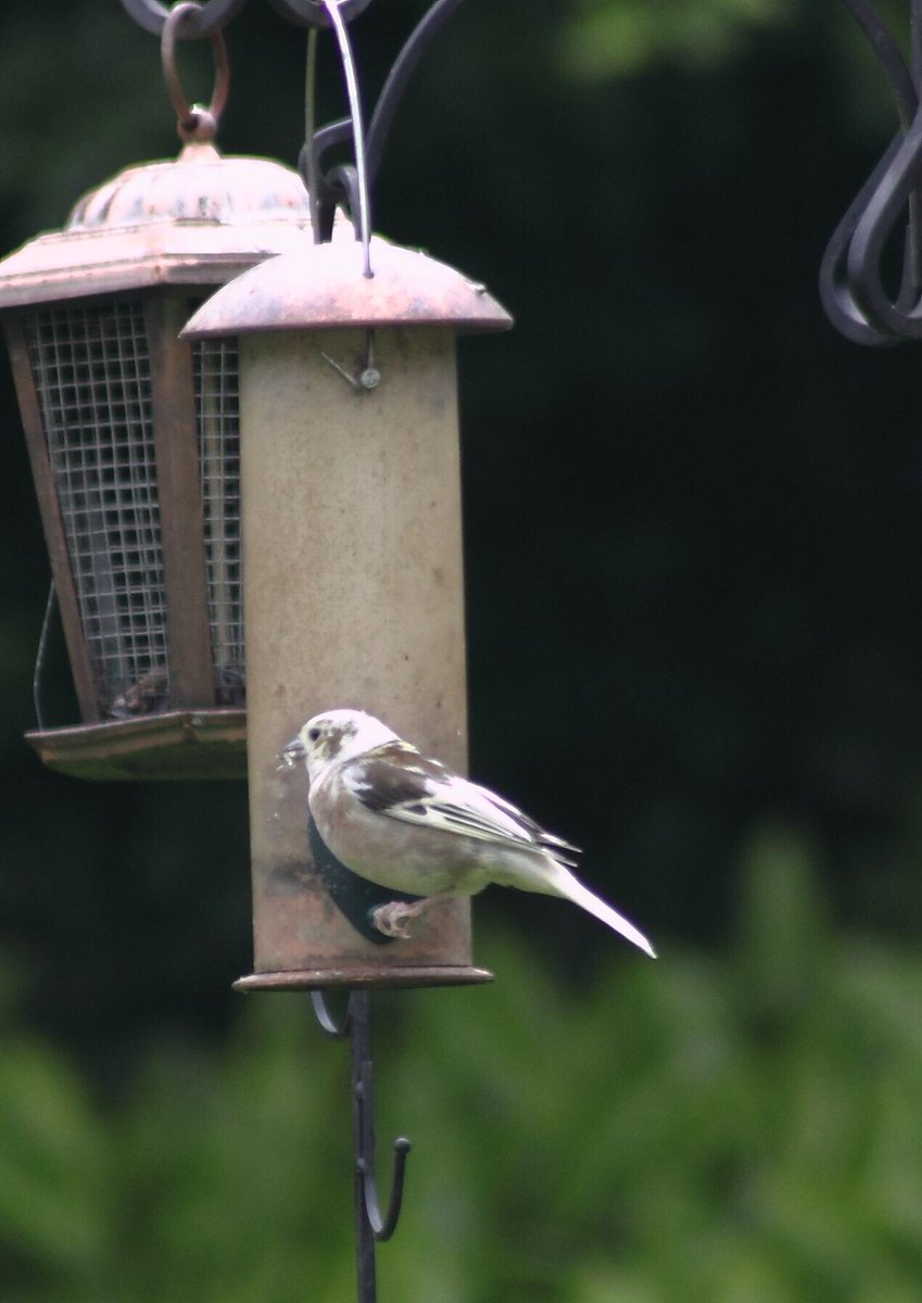 StevenDawes's tweet photo. @Natures_Voice https://t.co/5BTJTpSQXw
