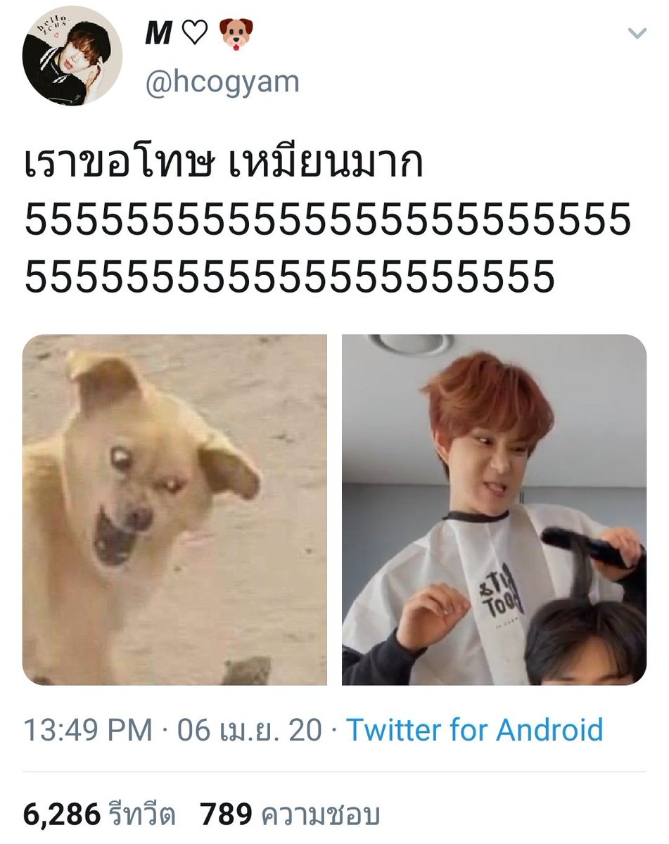 æแคทจัง tweet media