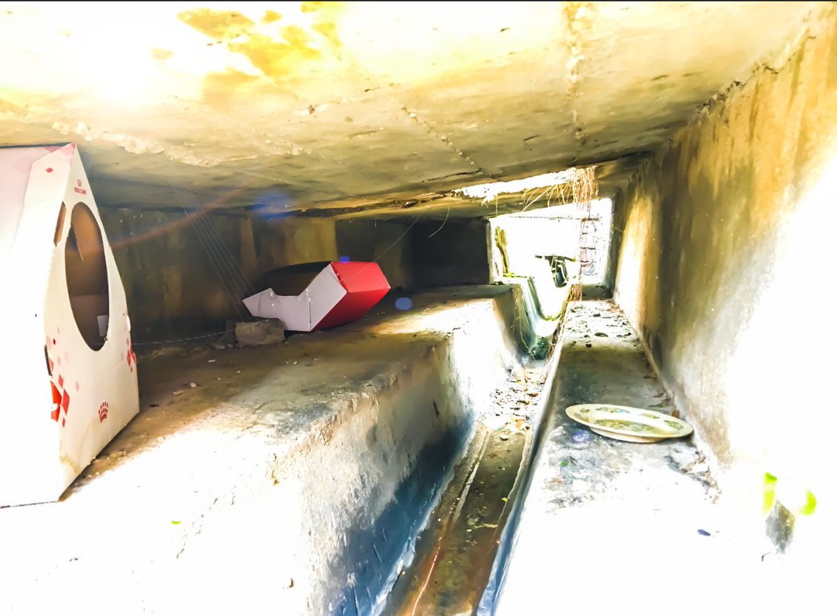 suelanks's tweet photo. Life under my house. This heat and rain is ridiculous. The strays are taken care of ππΌπ
#donotneglect #feedthestrays #goawaycoronavirus https://t.co/ZCKNxfm1ya