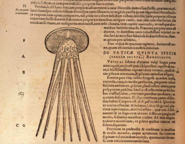 Imposing jellyfish in Gesner’s book 4 of Historiae Animalium (1604):
