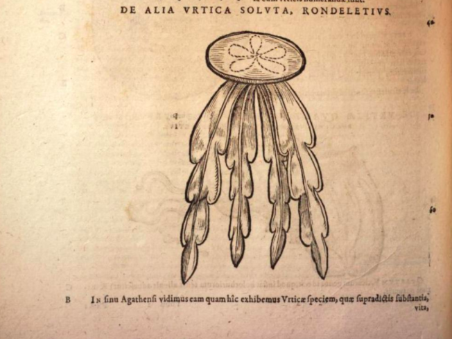 Imposing jellyfish in Gesner’s book 4 of Historiae Animalium (1604):