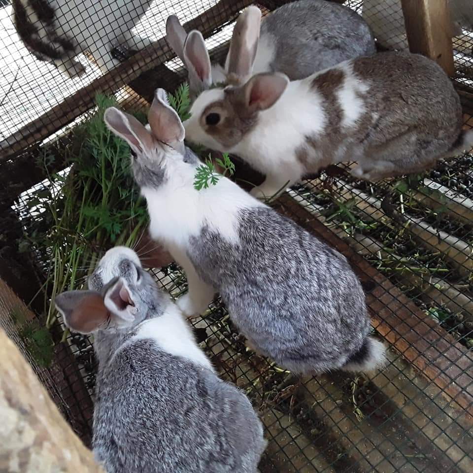 MLinza Farms tweet media