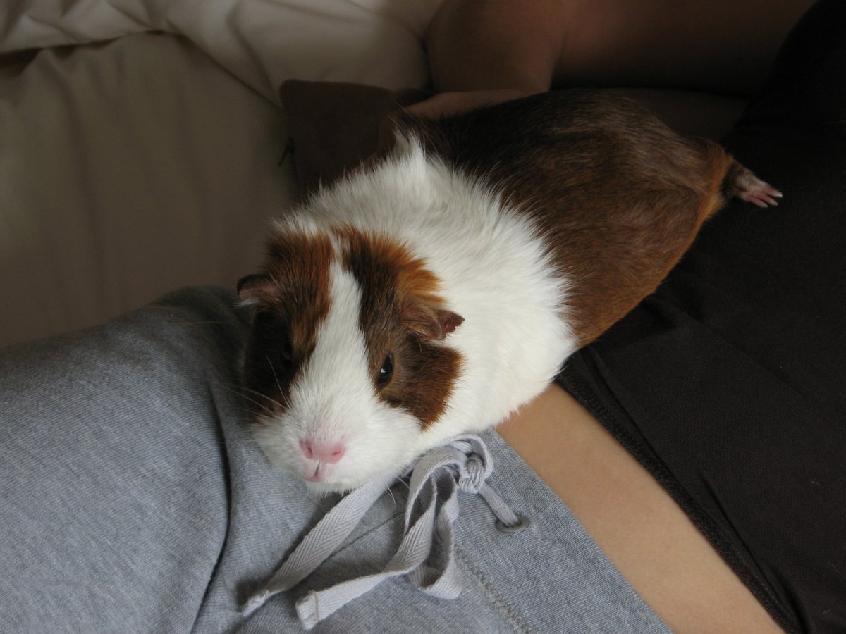 Mon 6 April (Day 15 working from home)While I was at high school, I had Aero! She lived the longest of any pig I've had (7 years!) & was very clever. She would do full laps of the garden, back when I lived in Chesterfield. Her laziness in this pic is deceiving!  #PigOfTheDay