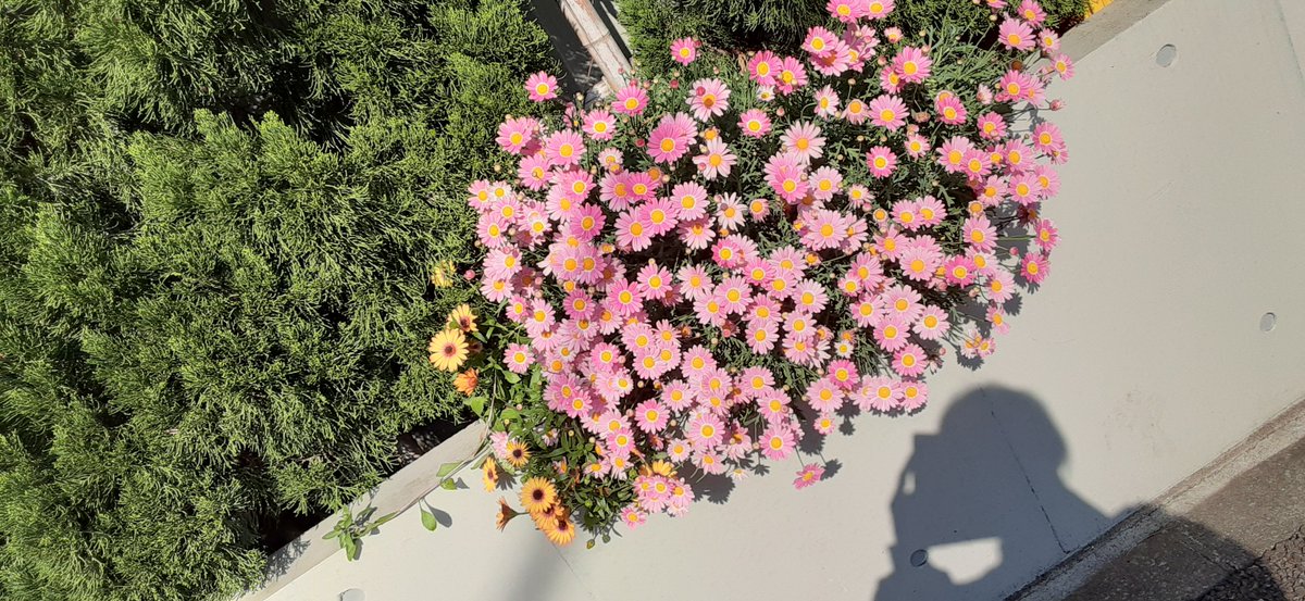 Huu04's tweet photo. かわいいかわいい私の天使。
…もとい、堕天使。笑
かわいいお花がお似合いで。

でも、お主男だよね？ https://t.co/VIdEDpe4Co