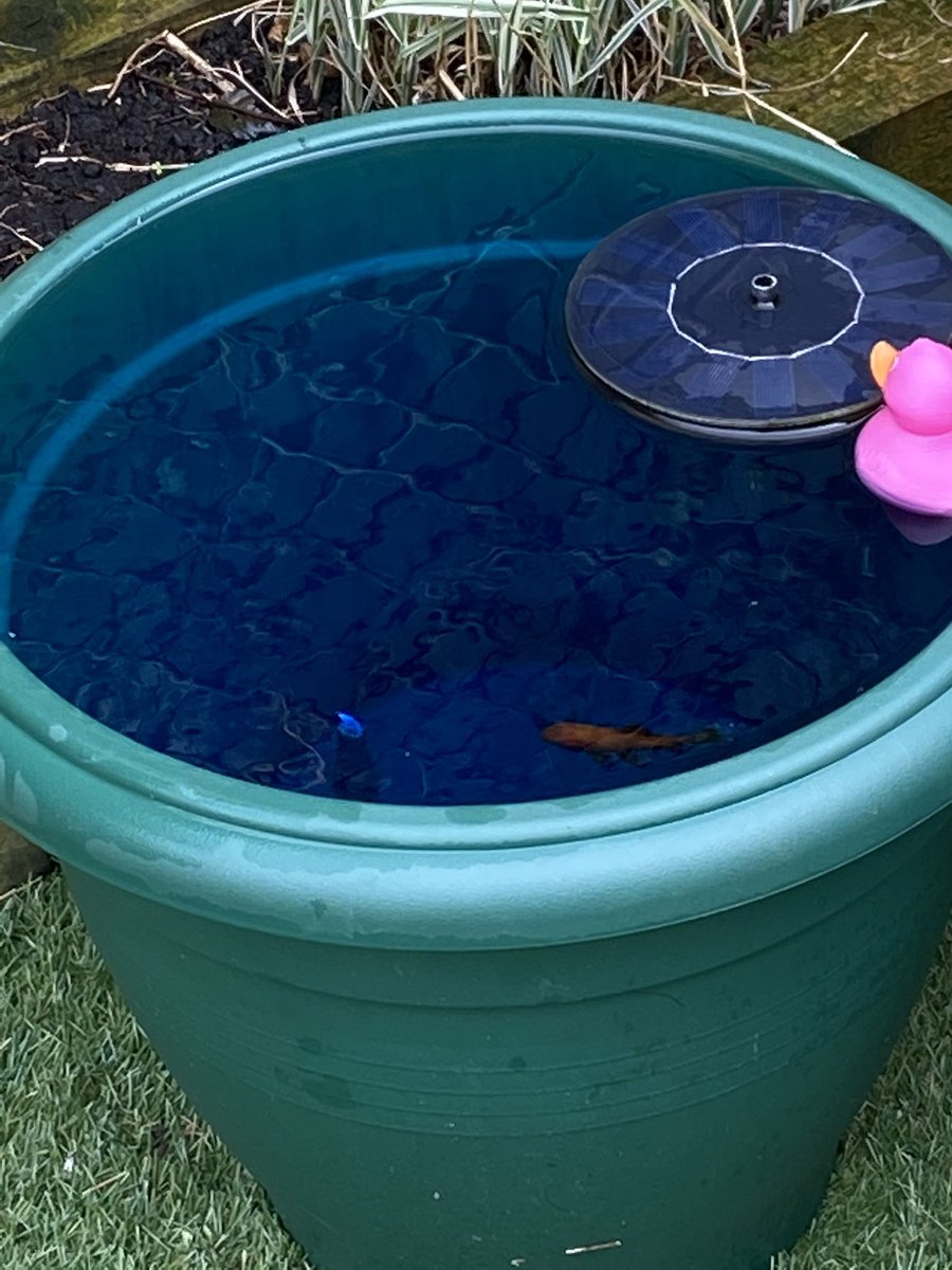 Dyofix's tweet image. And the Fish love it too! #@Dyofixnz @Dyofix #algaeprevention #pond #lake #fisheries