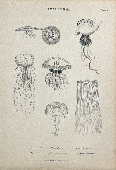 Jellyfish turned out to be incredibly diverse in shape and form, as this rag-tag team of acalephae and medusas shows (From the Wellcome, undated)