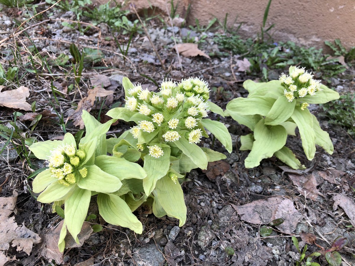 linn_2014's tweet photo. Blossming scilla and baby butterbur, that’s the spring show of Hokudai https://t.co/AQDZNMPD4m