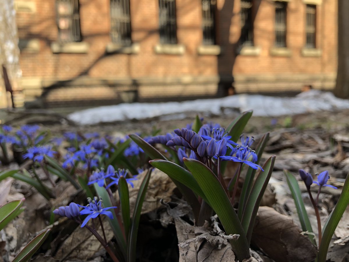 linn_2014's tweet photo. Blossming scilla and baby butterbur, that’s the spring show of Hokudai https://t.co/AQDZNMPD4m