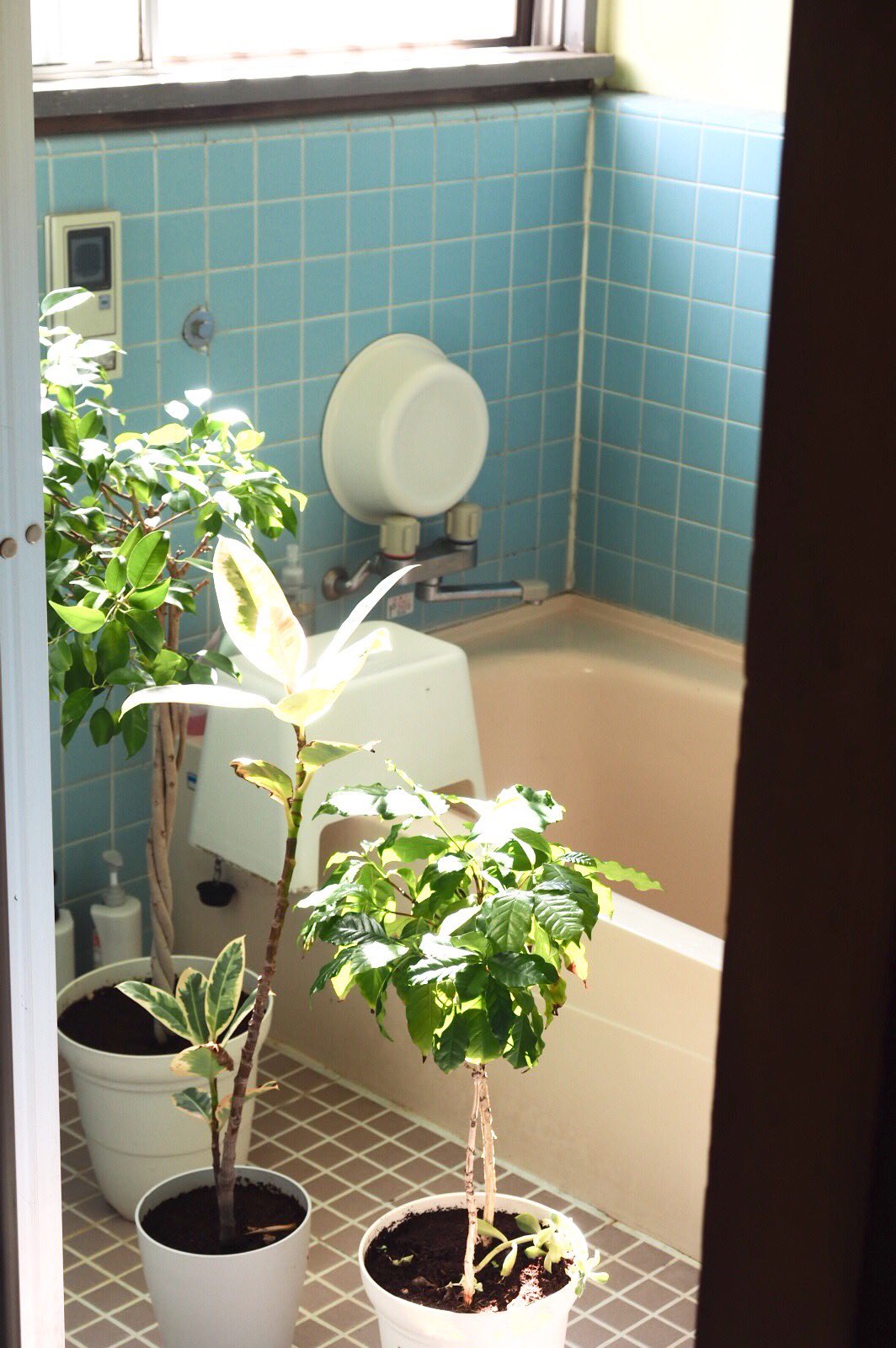 たむ 家の植物を集めて お風呂場で水をあげる時間 眺めてほっこりする時間 W T Co Xltpyis6pr Twitter