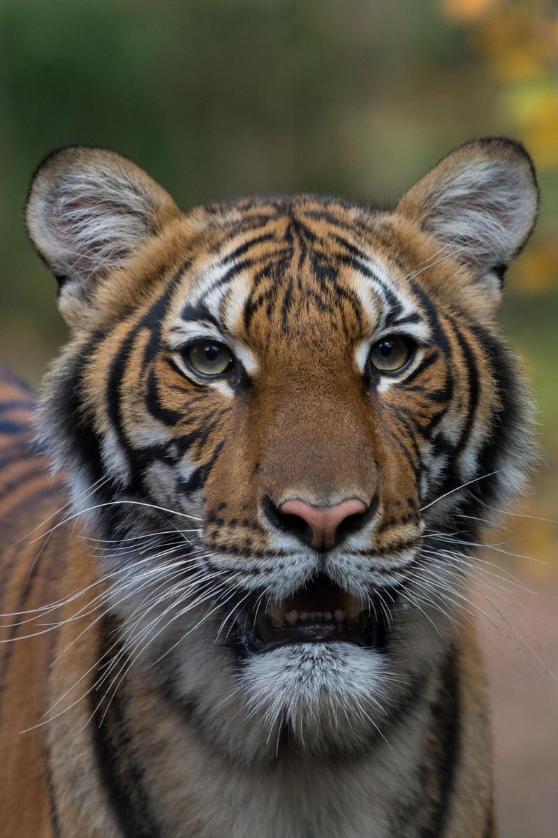 Reuters's tweet photo. Tiger at New York's Bronx Zoo tests positive for coronavirus https://t.co/c2HiOwRFQb https://t.co/RPGqgaLJf5