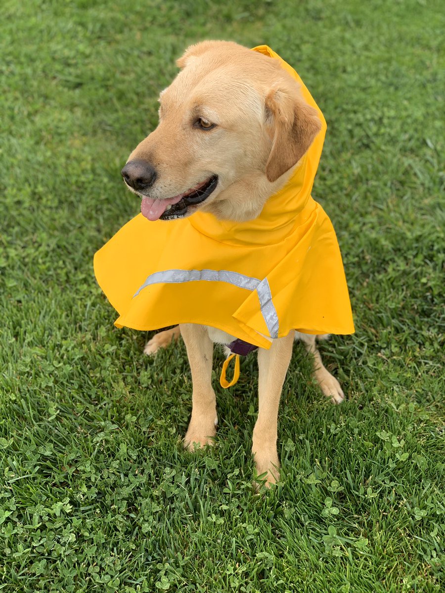 abftnjd's tweet photo. Can we start a thread of our pets? https://t.co/R3BEMzkEaB
