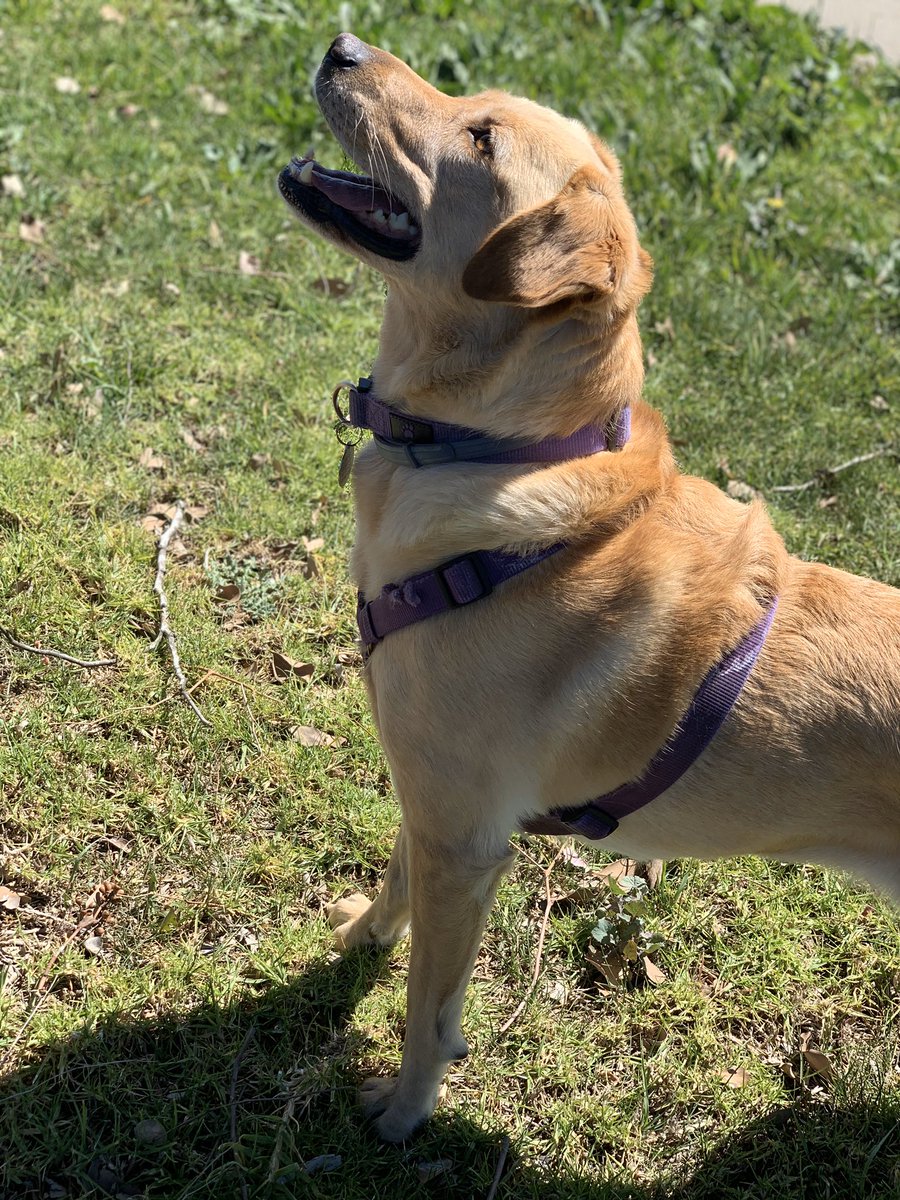 abftnjd's tweet photo. Can we start a thread of our pets? https://t.co/R3BEMzkEaB