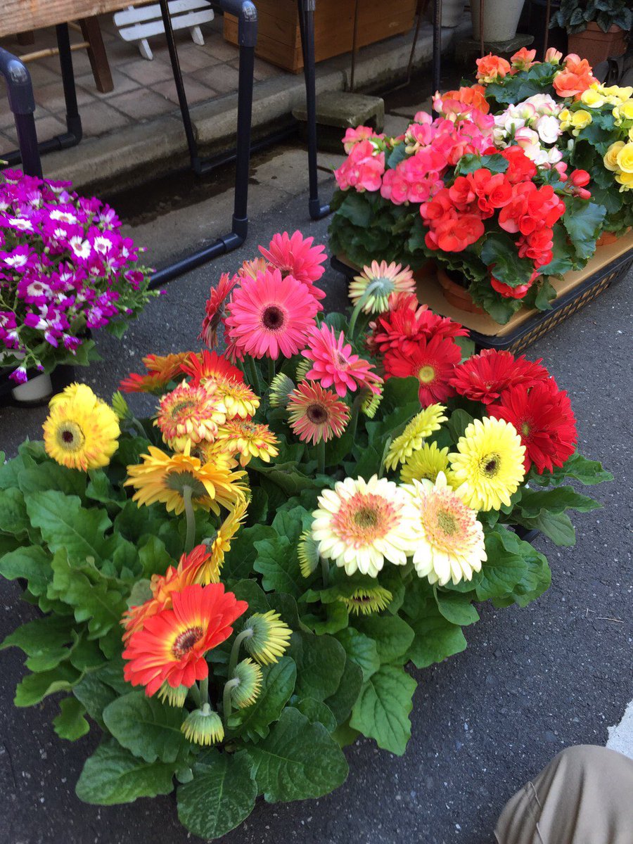 もつ鍋やましょう人形町店 En Twitter 当店の花を飾って頂いてます お花屋さんの花達が入学式と入園式のキャンセルで行き場を失いました 1 鉢500円でお譲りします 東日本にある 花槇 さんhttps T Co Hgjntafn2h もつ鍋やましょう人形町店 En Twitter 当店の花を飾って頂いてます お花屋さんの花達が入学式と入園式のキャンセルで行き場を失いました 1 鉢500円でお譲りします 東日本にある 花槇 さんhttps T Co Hgjntafn2h