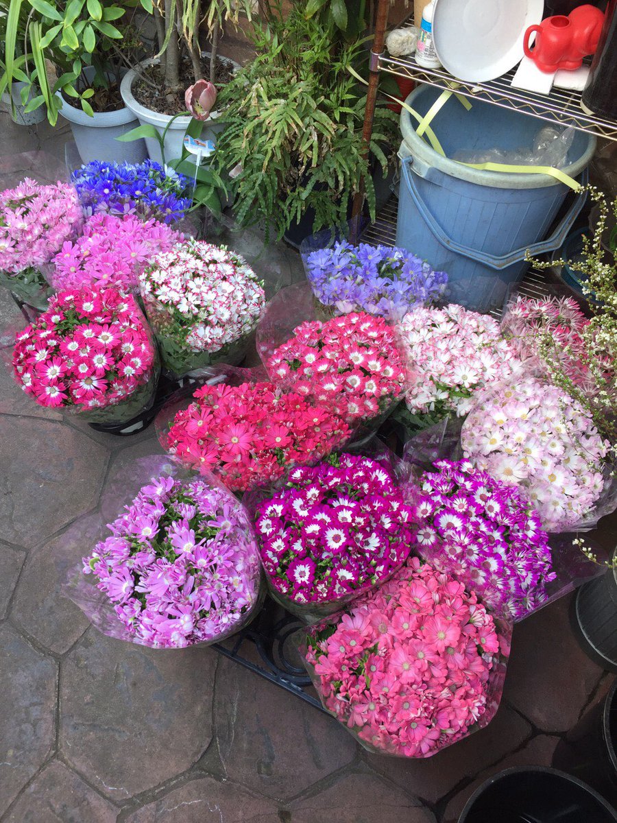 もつ鍋やましょう人形町店 En Twitter 当店の花を飾って頂いてます お花屋さんの花達が入学式と入園式のキャンセルで行き場を失いました 1 鉢500円でお譲りします 東日本にある 花槇 さんhttps T Co Hgjntafn2h