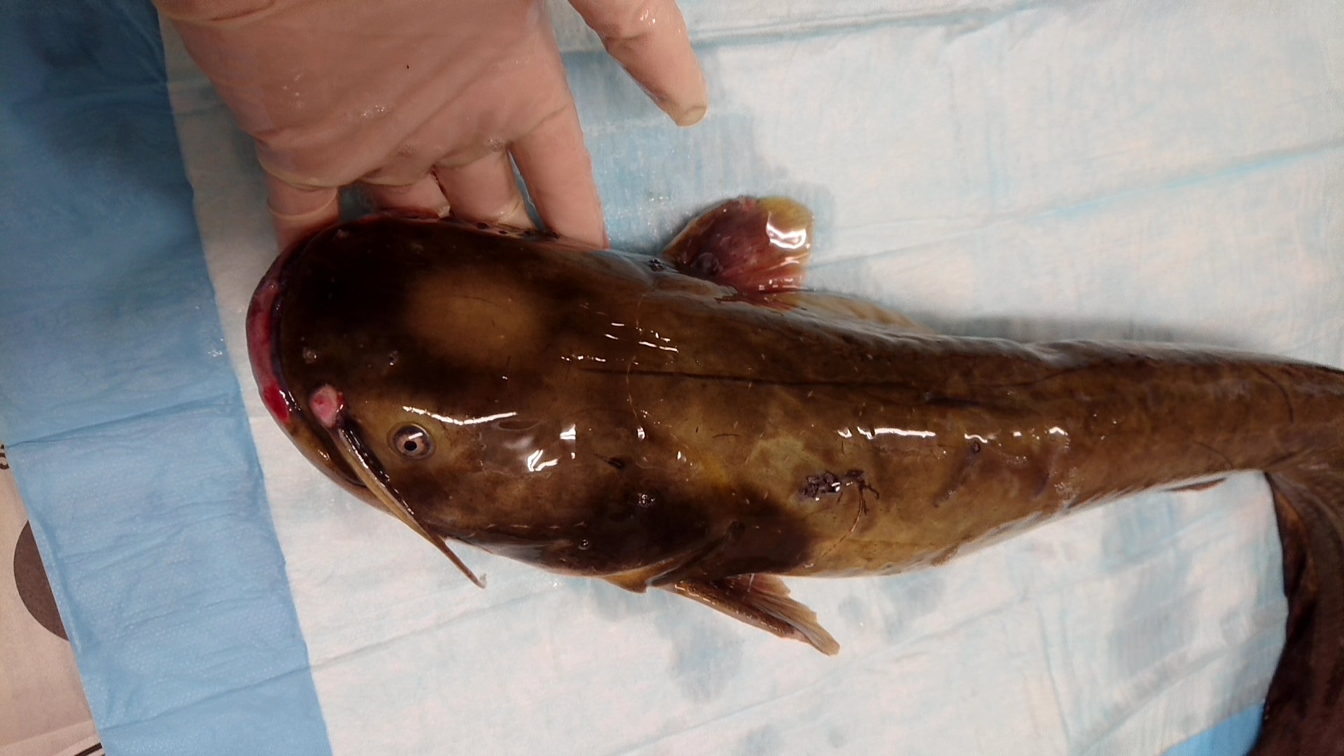 تويتر 佐々木瑞希 旭川医大寄生虫 على تويتر Tenpamarutyan 第一中間宿主は環形動物らしいです これを食べる魚が次の宿主になり 鳥に食べられることで成虫になります その前に 魚がナマズ のような大きな魚に食べられると 幼虫のままナマズの体内に蓄積されます