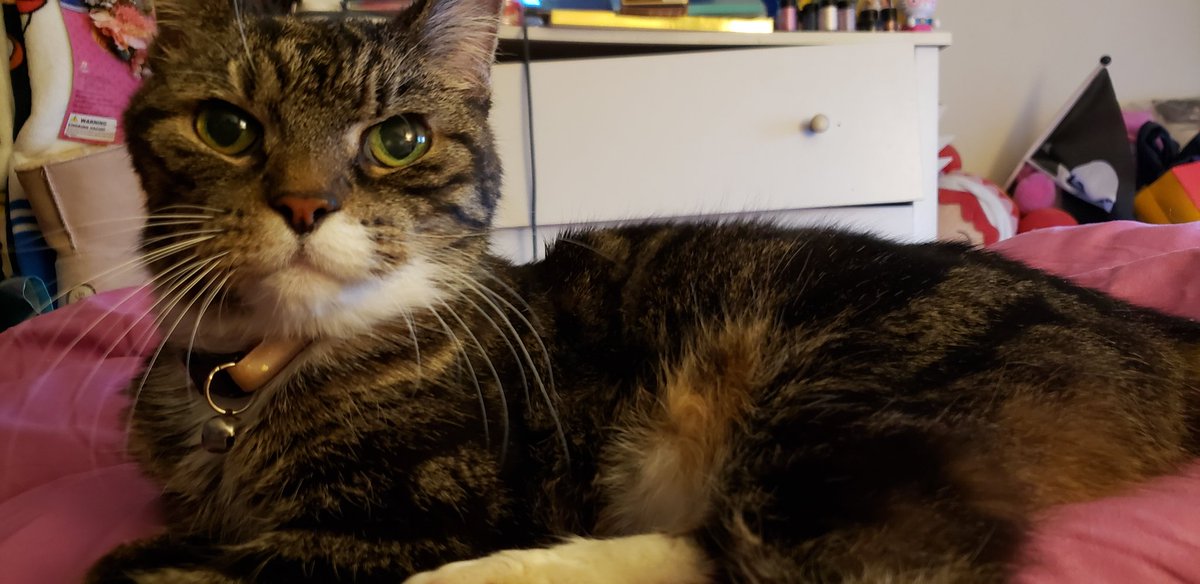 Pretear's tweet photo. In honor of the 25th anniversary of Wedding Peach I present to you my dear kitty Momoko. We call her Momo for short and yes, she was named after Momoko Hanasaki.
#weddingpeach #wp25th #wp20th #anime #CatsOfTwitter #kitty https://t.co/3HU0CP3nf0