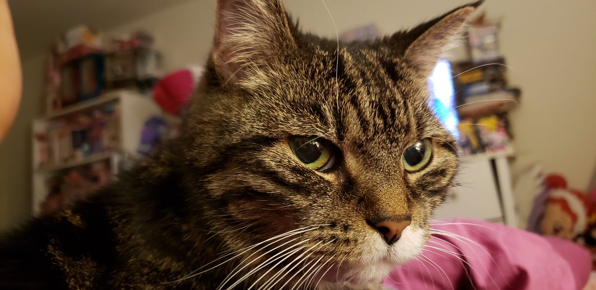 Pretear's tweet photo. In honor of the 25th anniversary of Wedding Peach I present to you my dear kitty Momoko. We call her Momo for short and yes, she was named after Momoko Hanasaki.
#weddingpeach #wp25th #wp20th #anime #CatsOfTwitter #kitty https://t.co/3HU0CP3nf0