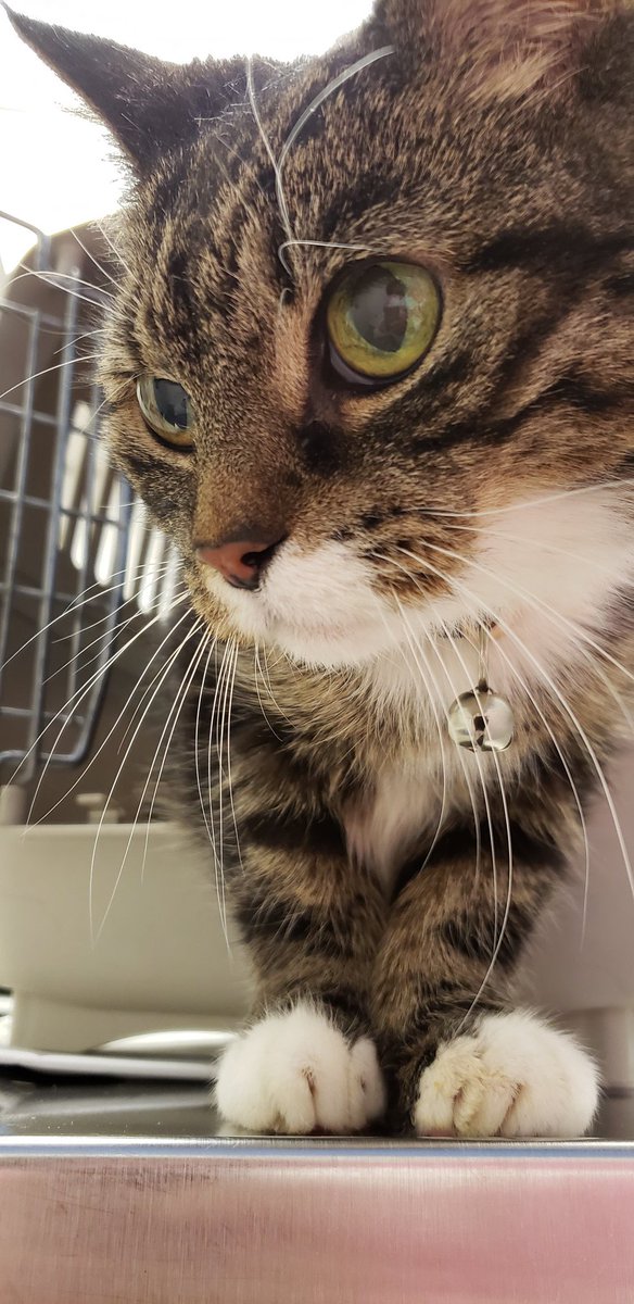 Pretear's tweet photo. In honor of the 25th anniversary of Wedding Peach I present to you my dear kitty Momoko. We call her Momo for short and yes, she was named after Momoko Hanasaki.
#weddingpeach #wp25th #wp20th #anime #CatsOfTwitter #kitty https://t.co/3HU0CP3nf0