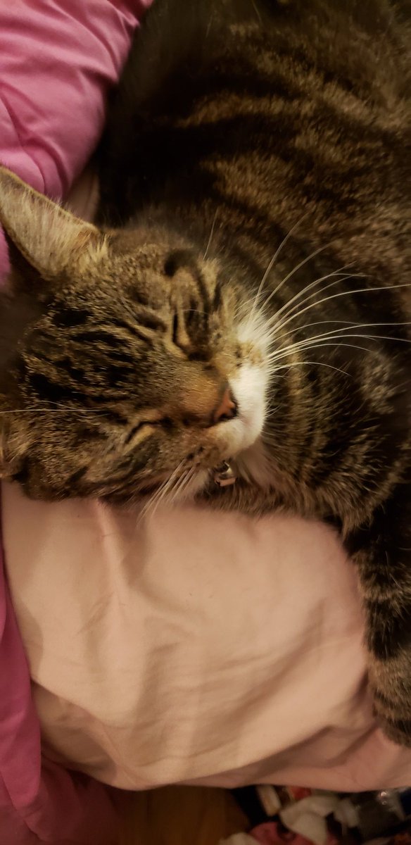 Pretear's tweet photo. In honor of the 25th anniversary of Wedding Peach I present to you my dear kitty Momoko. We call her Momo for short and yes, she was named after Momoko Hanasaki.
#weddingpeach #wp25th #wp20th #anime #CatsOfTwitter #kitty https://t.co/3HU0CP3nf0