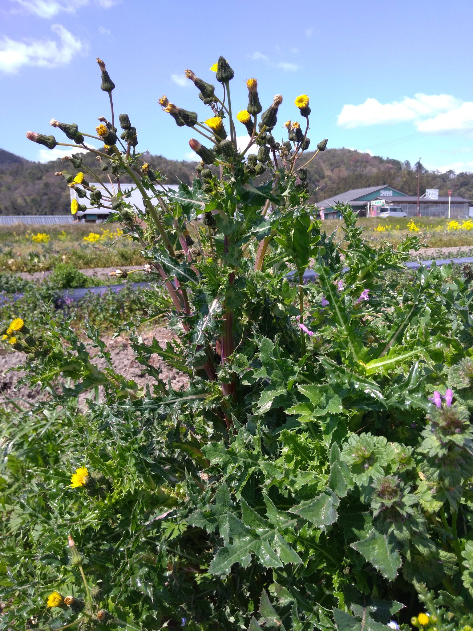 プン ヒント タンポポみたいな黄色い花をたくさんつける 割と背の高い草です 葉っぱはギザギザ よりワイルドギザギザなのと マイルドにギザギザなのと 二種類あります 写真はワイルドギザギザの方 どちらの蕾も使えます T Co