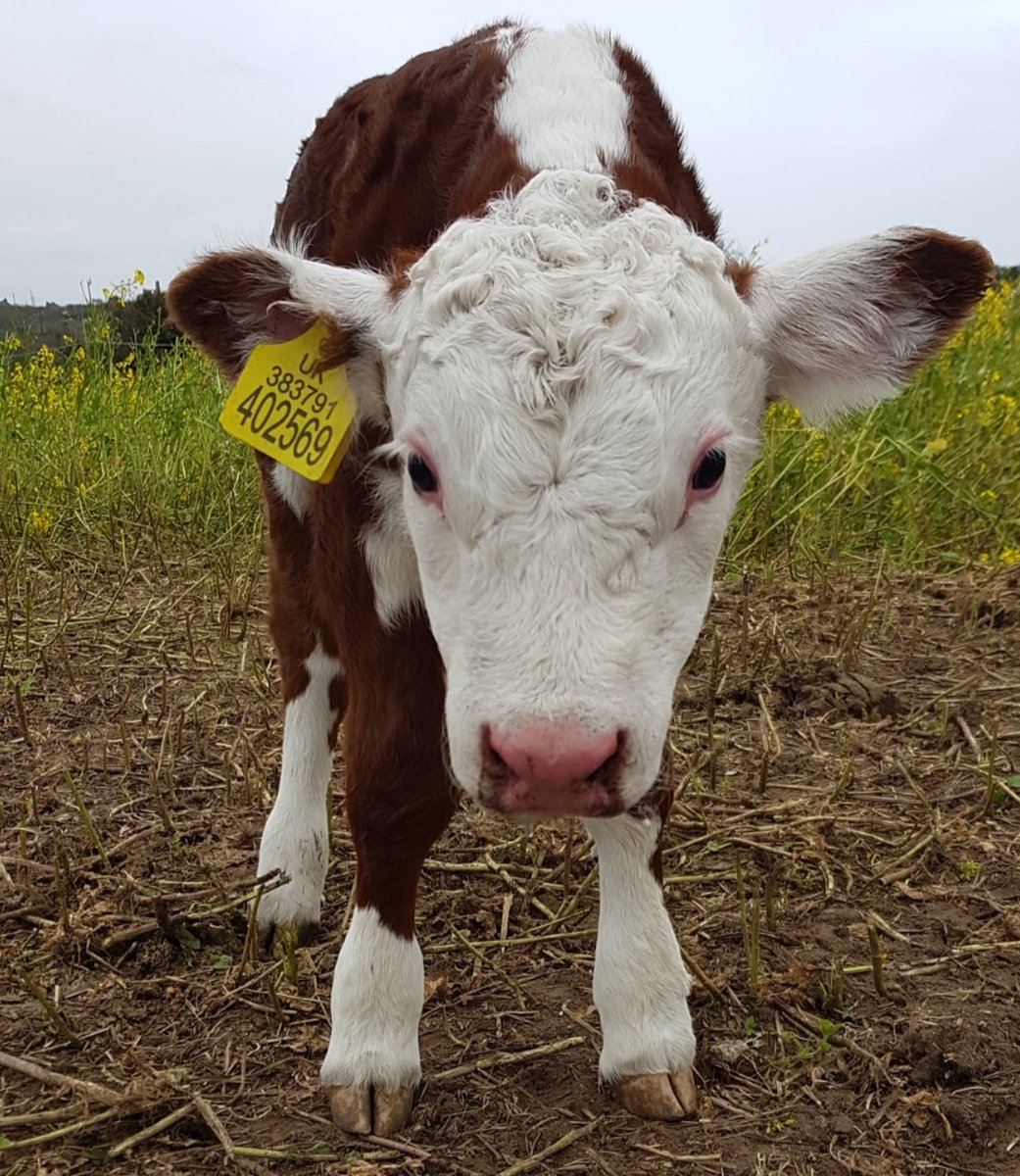 Cuteness! #supportbritishfarmers