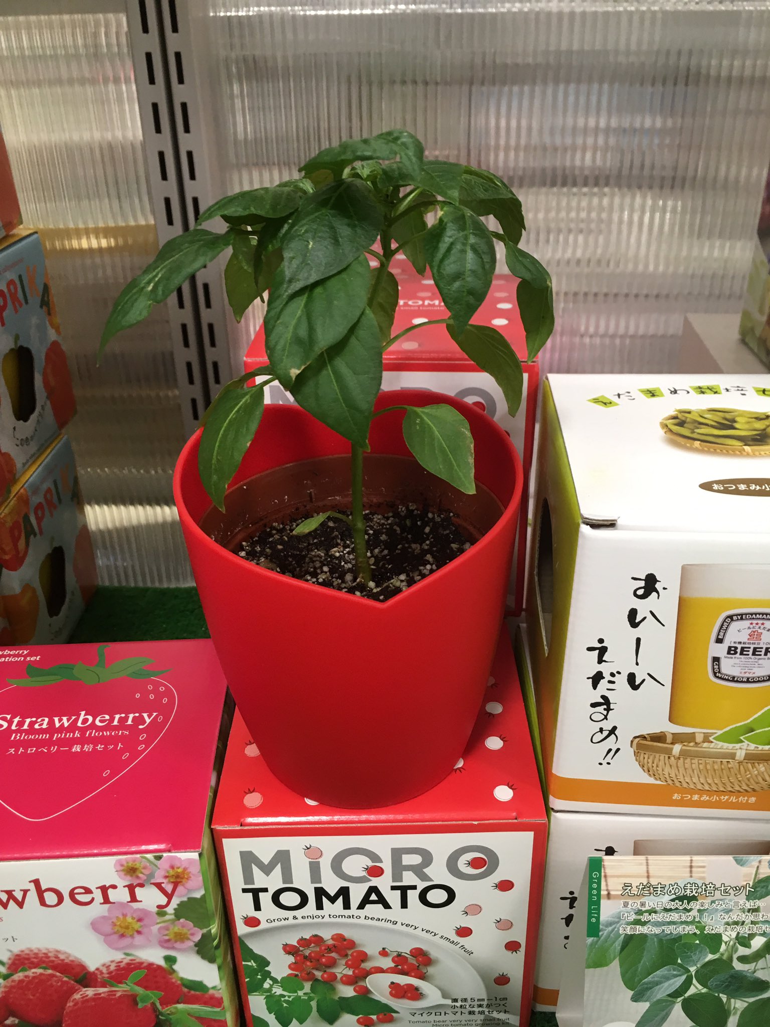 東急ハンズ博多店 お庭やベランダで植物を育てませんか 東急ハンズ博多店 5階バラエティコーナーより 栽培キット のご紹介です トマトに枝豆 パプリカなどなど 育てて収穫出来るものもございます 見て楽しむサボテン 育てる水草も